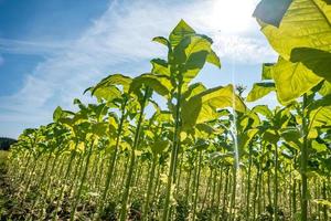 plantação de campo de tabaco sob céu azul com grandes folhas verdes foto