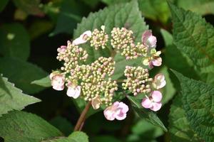 arbusto de hortênsia rosa de folha grande brotando pronto para florescer foto