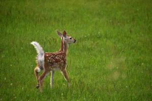 adorável bebê cervo brincando em um campo de grama foto