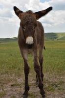 burro de bebê marrom escuro com pernas bambas em um prado foto