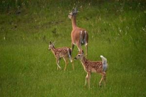 filhotes brincalhões e brincalhões seguindo sua mãe foto