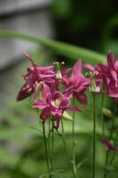 flor de columbine florescendo em um jardim foto