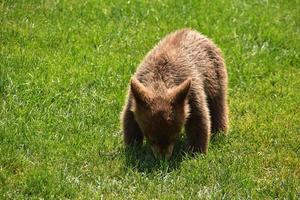 filhote de urso marrom selvagem brincando na grama foto