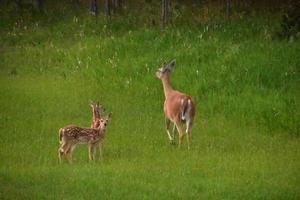 dois veados bebê com sua mãe em um prado foto