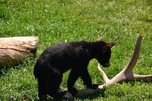 filhote de urso preto andando em um chifre foto