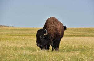 búfalo americano solitário pastando nas planícies foto
