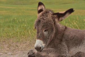 olhando para o rosto de um adorável bebê burro foto