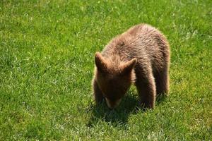 filhote de urso preto marrom bebê selvagem no verão foto