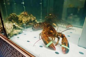 concha de ostra com lagosta à venda no aquário no supermercado. foto