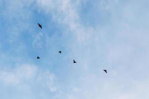 pássaros voando no céu azul foto