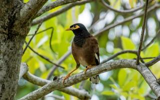 myna comum em fundo de bokeh de galho de árvore foto