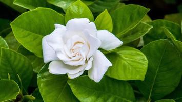 flor de gardênia branca. flor de jasmim do cabo. a gardênia jasminoides. foto