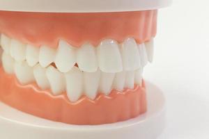 o modelo de dente em fundo branco para conteúdo odontológico. foto