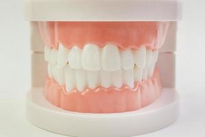 o modelo de dente em fundo branco para conteúdo odontológico. foto