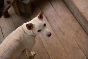 imagem de vista superior de cão de raça cruzada branca. foto