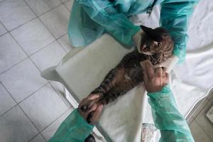 clínica veterinária. retrato de médica no hospital de animais segurando gato doente bonito foto