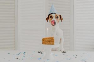 tiro horizontal de cachorro pequeno na festa de aniversário, posa perto de um pedaço de bolo delicioso com vela, mostra a língua como quer comer, usa chapéu de cone festivo. evento festivo e conceito de celebração foto