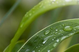 close-up de tensão de grama com pingos de chuva. copie o espaço. fundo verde. foto