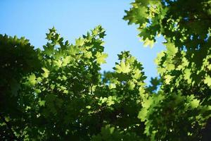 ramos de árvores verdes foto