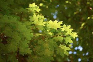 ramos de árvores verdes foto