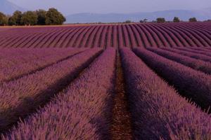 Levender Field França foto