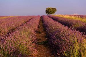 campo de flores de lavanda roxa com árvore solitária foto