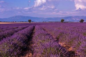 Levender Field França foto