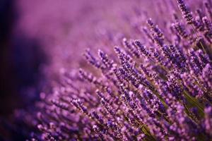 campo de lavanda roxo closeup foto