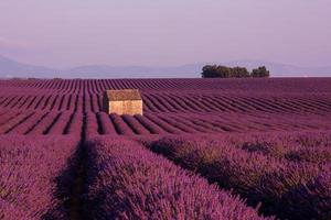 campo de flores de lavanda roxa com casa de pedra velha solitária foto