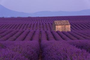 campo de flores de lavanda roxa com casa de pedra velha solitária foto