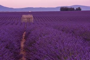 campo de flores de lavanda roxa com casa de pedra velha solitária foto