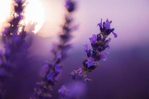 campo de lavanda roxo closeup foto