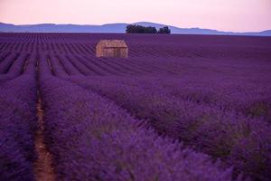 campo de flores de lavanda roxa com casa de pedra velha solitária foto