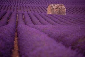 campo de flores de lavanda roxa com casa de pedra velha solitária foto