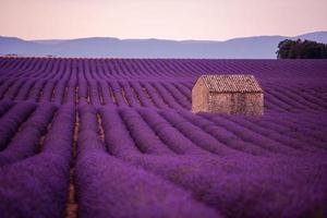 campo de flores de lavanda roxa com casa de pedra velha solitária foto