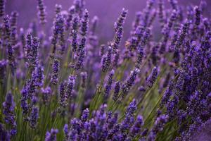 campo de lavanda roxo closeup foto