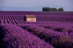 casa de pedra no campo de lavanda foto