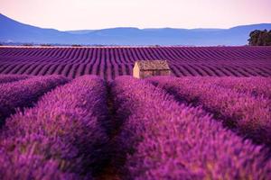 casa de pedra no campo de lavanda foto