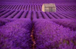 casa de pedra no campo de lavanda foto