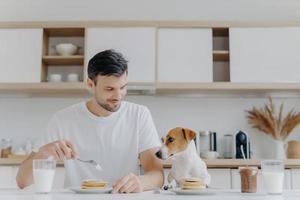 foto de homem feliz come panquecas saborosas com garfo, bebe leite de vidro, usa camiseta branca, seu cachorro jack russell terrier posa perto, tem um delicioso café da manhã junto com o anfitrião, fundo de cozinha