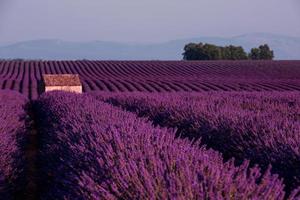 casa de pedra no campo de lavanda foto