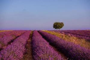 árvore solitária no campo de lavanda foto