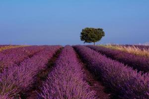 árvore solitária no campo de lavanda foto