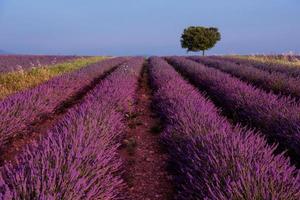 árvore solitária no campo de lavanda foto