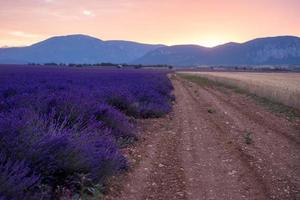 campo de lavanda frança foto