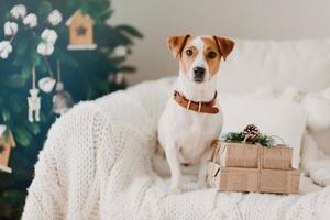 foto do cachorro jack russell senta-se no sofá na sala de estar perto de duas caixas de presente, aguarda as férias de inverno, árvore de natal decorada atrás. ambiente aconchegante