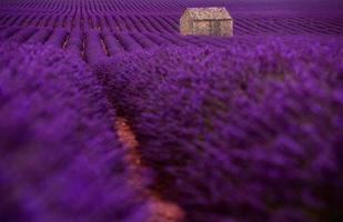 casa de pedra no campo de lavanda foto