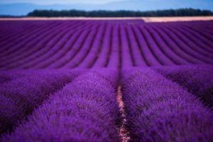 campo de lavanda frança foto