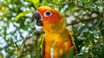 close-up sol conure no jardim foto