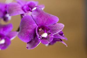 fundo marrom de flor de orquídea roxa foto